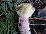 Russula rhodocephala image
