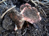 Russula rhodocephala image