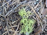 Letharia lupina image