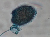 Tulasnella violea image