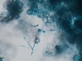 Tulasnella violea image