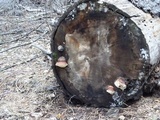 Fomitopsis mounceae image