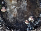 Fomitopsis mounceae image
