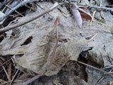 Mycena purpureofusca image