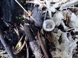 Mycena abramsii image
