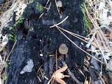 Mycena abramsii image