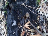 Mycena abramsii image