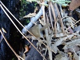 Mycena abramsii image