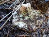 Russula veternosa image