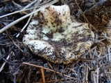 Russula veternosa image