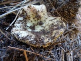 Russula veternosa image