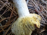Russula veternosa image