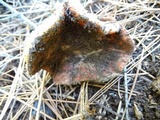 Russula veternosa image