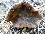 Russula veternosa image
