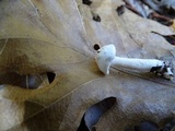 Hygrophorus eburneus image