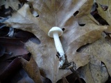 Hygrophorus eburneus image