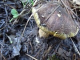 Suillus fuscotomentosus image