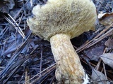 Suillus fuscotomentosus image