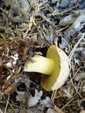 Suillus fuscotomentosus image