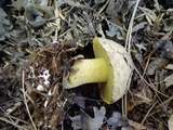 Suillus fuscotomentosus image