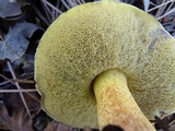 Suillus fuscotomentosus image