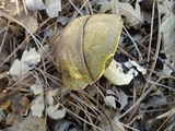 Suillus fuscotomentosus image