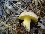 Suillus fuscotomentosus image