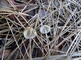 Mycena capillaripes image