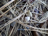 Mycena capillaripes image