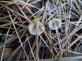 Mycena capillaripes image