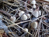 Mycena capillaripes image