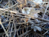 Mycena capillaripes image