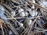 Mycena capillaripes image