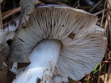 Tricholoma griseoviolaceum image