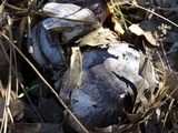 Tricholoma griseoviolaceum image