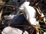 Tricholoma griseoviolaceum image