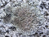 Physcia subtilis image