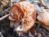 Gyromitra brunnea image