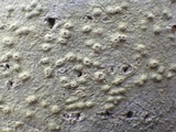 Pertusaria heterochroa image