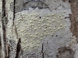Pertusaria heterochroa image