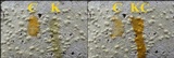 Pertusaria heterochroa image