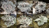 Cladonia pocillum image