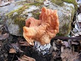 Gyromitra brunnea image