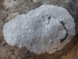 Aspicilia calcarea image