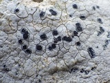 Rhizocarpon petraeum image