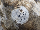 Rhizocarpon petraeum image