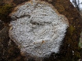 Pertusaria amara f. pulvinata image