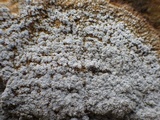 Pertusaria amara f. pulvinata image