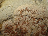 Caloplaca saxicola image
