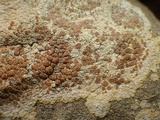 Caloplaca saxicola image